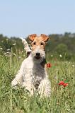 FOX TERRIER 011